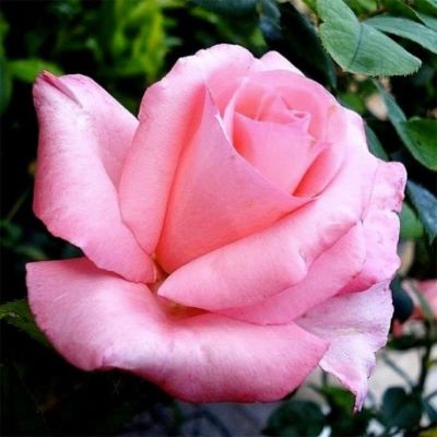 Роза Диана де Пуатье фото