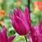 Тюльпан Пурпл Дрим Тюльпан Пурпл Дрим фото