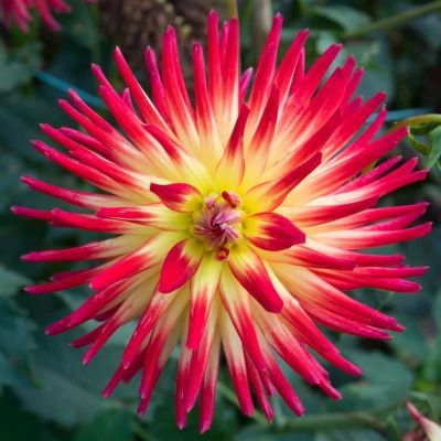 Георгина Вестон Спаниш Денсер Георгина Вестон Спаниш Денсер фото