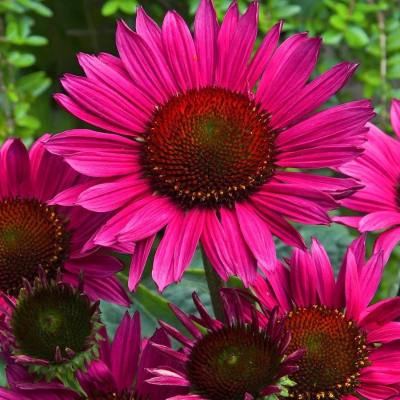 Эхинацея пурпурная Винтаж Вайн - Dolina-Sad.Ru