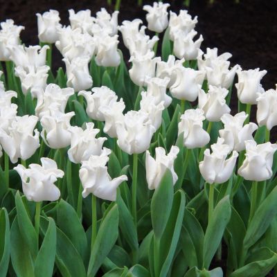 Тюльпан Уайт Либерстар Тюльпан Уайт Либерстар фото