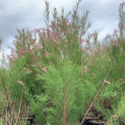 Гребенщик ветвистый, С3 Гребенщик ветвистый, С3 - Dolina-Sad.Ru