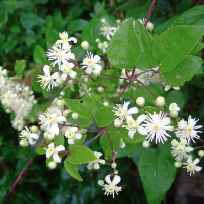 Клематис виноградолистный Клематис виноградолистный - Dolina-Sad.Ru