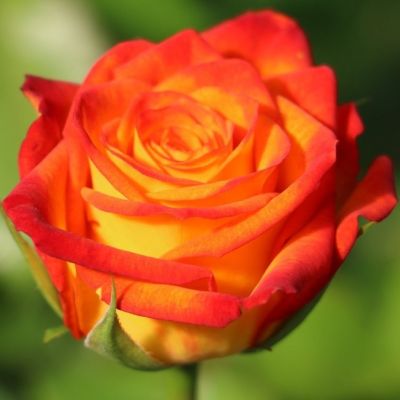 Роза Циркус Роза Циркус - Dolina-Sad.Ru