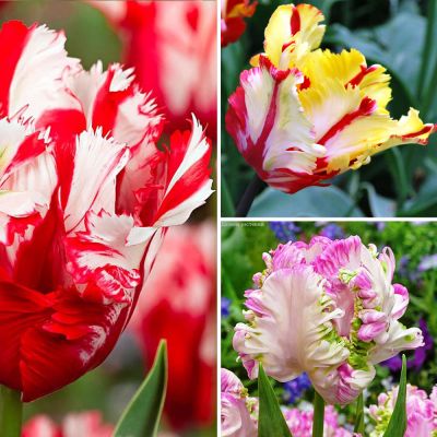 Набор 9188 Набор 9188 фото