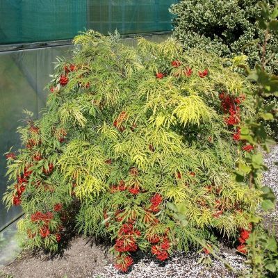 Бузина красная Плюмоза Аурея Бузина красная Плюмоза Аурея - Dolina-Sad.Ru