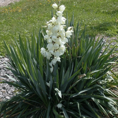 Юкка нитчатая Юкка нитчатая фото