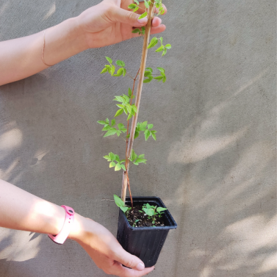 Клематис Эмилия Плятер Клематис Эмилия Плятер - Dolina-Sad.Ru