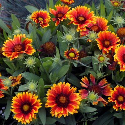 Гайлардия Аризона Сан Гайлардия Аризона Сан - Dolina-Sad.Ru