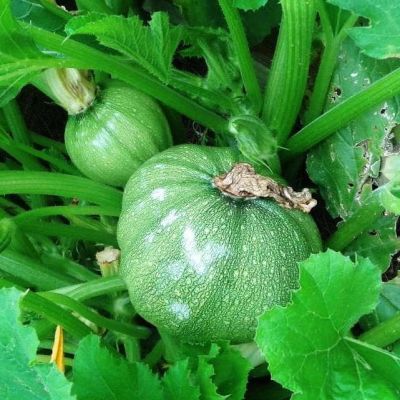 Кабачок Морячок Кабачок Морячок фото