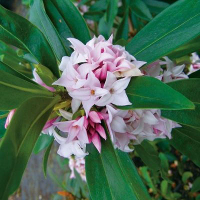 Волчеягодник душистый Пэфьюм Принцесс Волчеягодник душистый Пэфьюм Принцесс - Dolina-Sad.Ru