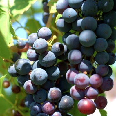 Виноград Победа Виноград Победа - Dolina-Sad.Ru
