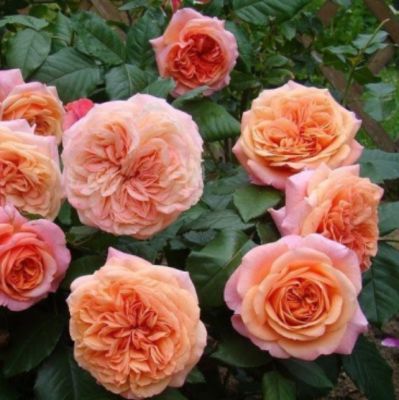 Роза Коин Роза Коин - Dolina-Sad.Ru