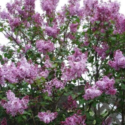 Сирень обыкновенная, С3 Сирень обыкновенная, С3 - Dolina-Sad.Ru