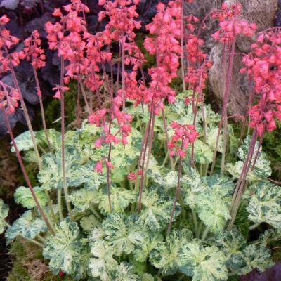 Гейхера Геркулес Гейхера Геркулес - Dolina-Sad.Ru