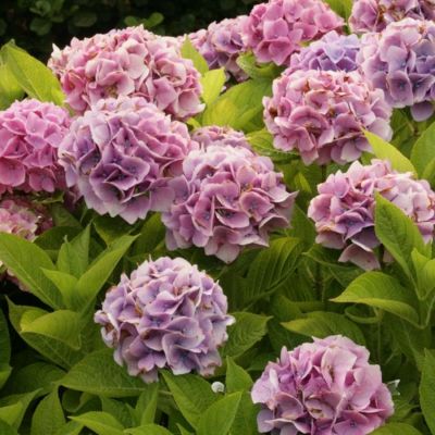 Гортензия крупнолистная Анконг - Dolina-Sad.Ru