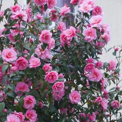 Камелия японская Спринг Фестиваль - Dolina-Sad.Ru