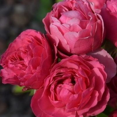 Роза Мэджик Рококо - Dolina-Sad.Ru