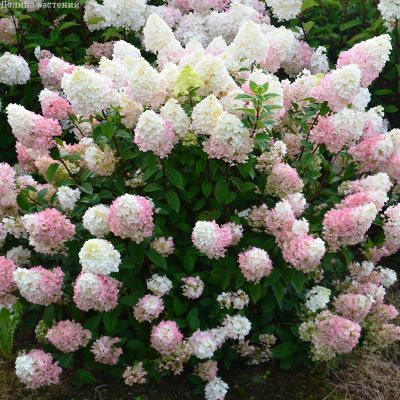 Гортензия метельчатая Сандей Фрайз, С1,5 Гортензия метельчатая Сандей Фрайз, С1,5 - Dolina-Sad.Ru