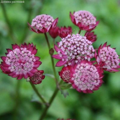 Астранция крупная Ларс - Dolina-Sad.Ru