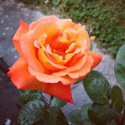 Роза Луи де Фюнес Роза Луи де Фюнес - Dolina-Sad.Ru