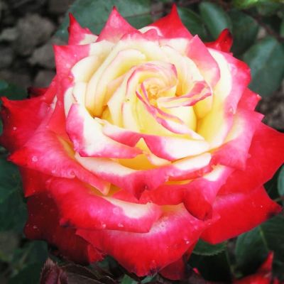 Роза Биколетта Роза Биколетта фото