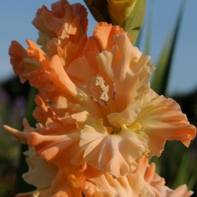 Гладиолус Княгиня Елизавета Гладиолус Княгиня Елизавета - Dolina-Sad.Ru