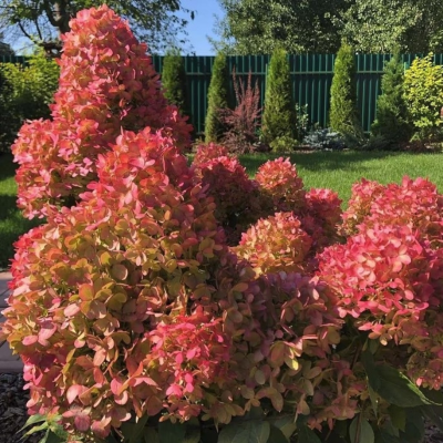 Гортензия метельчатая Граффити Гортензия метельчатая Граффити фото