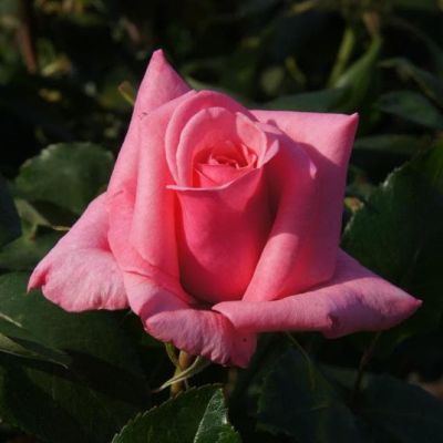 Роза Карина Роза Карина фото