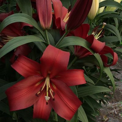 Лилия Тренди Гавана Лилия Тренди Гавана - Dolina-Sad.Ru