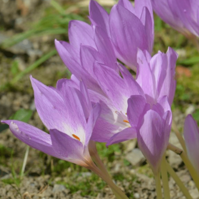 Безвременник Зе Гиант Безвременник Зе Гиант фото