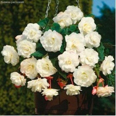 Бегония Ампельная Уайт Бегония Ампельная Уайт фото