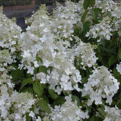 Гортензия метельчатая Прим Уайт, С1,5 Гортензия метельчатая Прим Уайт, С1,5 - Dolina-Sad.Ru