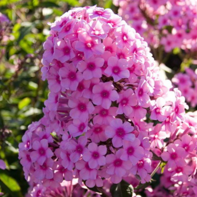 Флокс метельчатый Мисс Пеппер Флокс метельчатый Мисс Пеппер фото