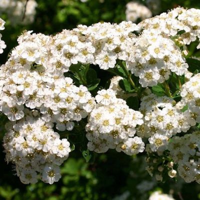 Спирея ниппонская Сноумаунд Спирея ниппонская Сноумаунд фото