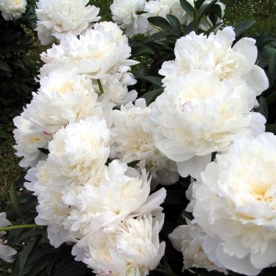 Пион Уайт Дабл - Dolina-Sad.Ru