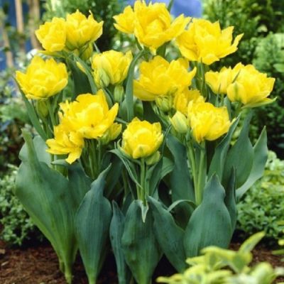 Тюльпан Монте Тюльпан Монте фото