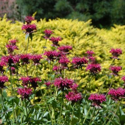 Монарда Разберри Вайн - Dolina-Sad.Ru