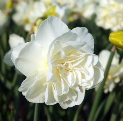 Нарцисс Калгари Нарцисс Калгари фото