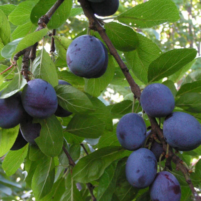 Слива Волот Слива Волот фото