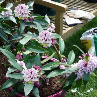 Волчеягодник душистый Пэфьюм Принцесс Волчеягодник душистый Пэфьюм Принцесс - Dolina-Sad.Ru