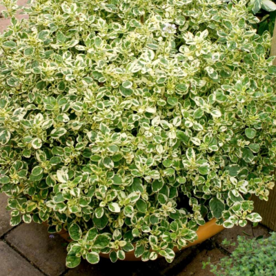 Майоран обыкновенный Кантри Крим Майоран обыкновенный Кантри Крим фото