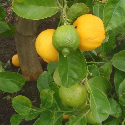 Лайм Лиметта Лайм Лиметта фото