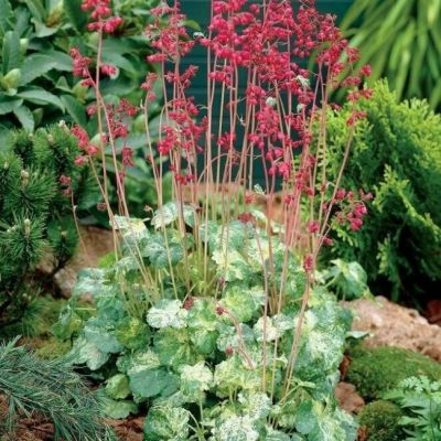 Гейхера Сноу Энджел - Dolina-Sad.Ru