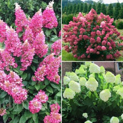 Комплект метельчатых гортензий Королевский Комплект метельчатых гортензий Королевский - Dolina-Sad.Ru