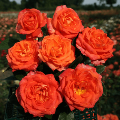 Роза Феурио Роза Феурио фото