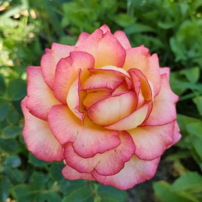 Роза Амазонка Роза Амазонка - Dolina-Sad.Ru