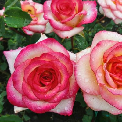 Роза Амазонка Роза Амазонка - Dolina-Sad.Ru