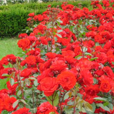 Роза Аллотрия Роза Аллотрия фото