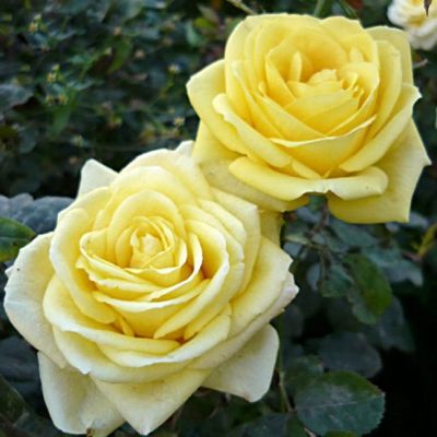 Роза Кронос Роза Кронос - Dolina-Sad.Ru